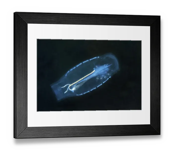 Framed Print : Bakers cyclosalpa -Cyclosalpa bakeri-, salp, Japan Sea, Far East, Primorsky Krai, Russian Federation Framed Print : Bakers cyclosalpa -Cyclosalpa bakeri-, salp, Japan Sea, Far East, Primorsky Krai, Russian Federation