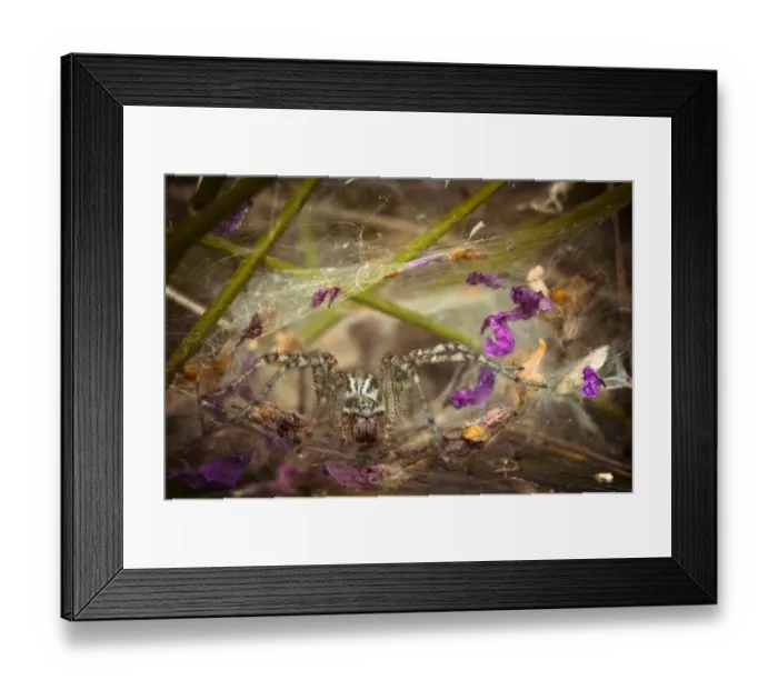 Framed Print : Labyrinth Spider -Agelena labyrinthica-, Schmellwitz, Cottbus, Brandenburg, Germany Framed Print : Labyrinth Spider -Agelena labyrinthica-, Schmellwitz, Cottbus, Brandenburg, Germany