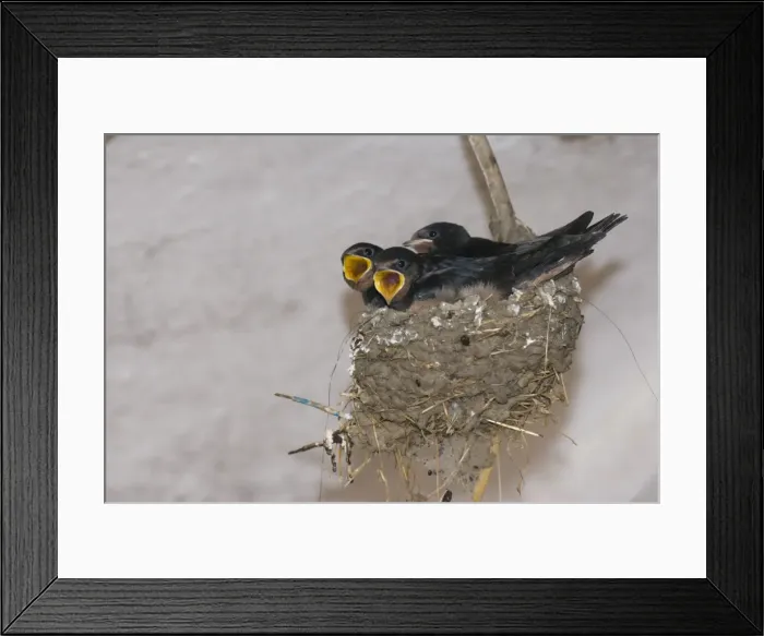 Framed Print : Begging nestlings, Barn Swallows -Hirundo rustica-, Thuringia, Germany Framed Print : Begging nestlings, Barn Swallows -Hirundo rustica-, Thuringia, Germany