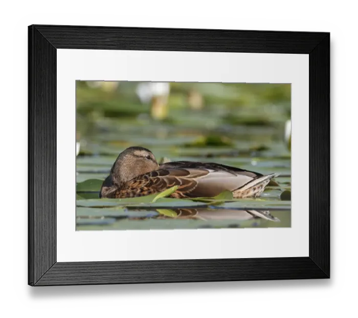 Framed Print : Mallard -Anas platyrhynchos- resting amongst water lilies, Lake Muritz area, Mecklenburg Lake District or Mecklenburg Lakeland, Mecklenburg-Western Pomerania, Germany Framed Print : Mallard -Anas platyrhynchos- resting amongst water lilies, Lake Muritz area, Mecklenburg Lake District or Mecklenburg Lakeland, Mecklenburg-Western Pomerania, Germany