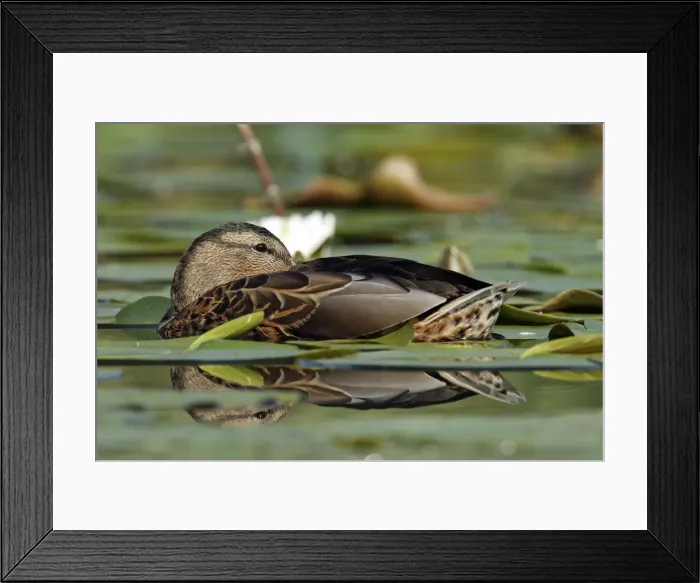 Framed Print : Mallard -Anas platyrhynchos-, resting in a bed of water lilies, with reflection, Leppinsee lake, Mecklenburg-Strelitz district, Mecklenburg-Western Pomerania, Germany, Europe Framed Print : Mallard -Anas platyrhynchos-, resting in a bed of water lilies, with reflection, Leppinsee lake, Mecklenburg-Strelitz district, Mecklenburg-Western Pomerania, Germany, Europe