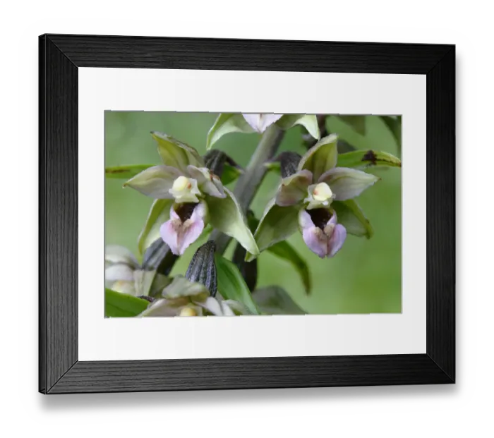 Framed Print : Flowering Broad-leaved Helleborine -Epipactis helleborine-, Neunkirchen in Siegerland, North Rhine-Westphalia, Germany, Europe