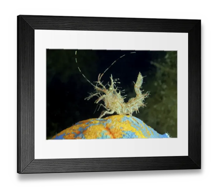 Framed Print : Sharps Shrimp -Rhynocrangon sharpi-, Sea of Japan, Primorsky Krai, Russia Framed Print : Sharps Shrimp -Rhynocrangon sharpi-, Sea of Japan, Primorsky Krai, Russia