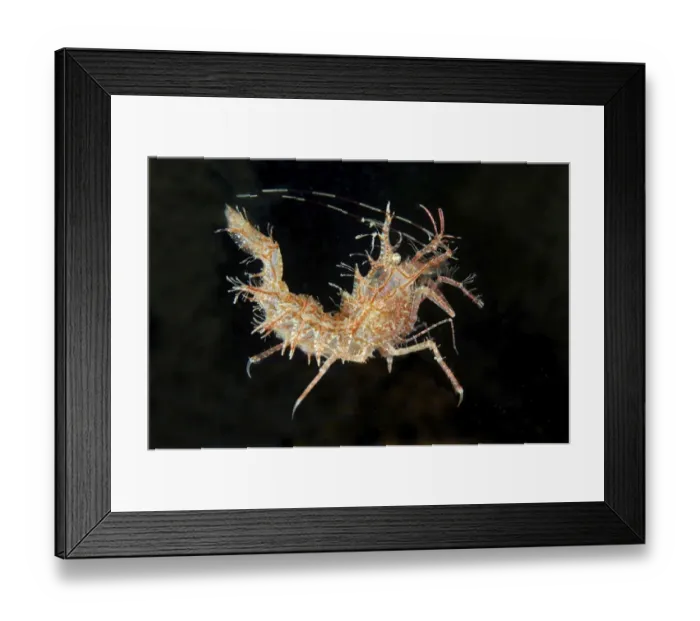 Framed Print : Sharps Shrimp -Rhynocrangon sharpi-, Sea of Japan, Primorsky Krai, Russian Far East, Russian Federation
