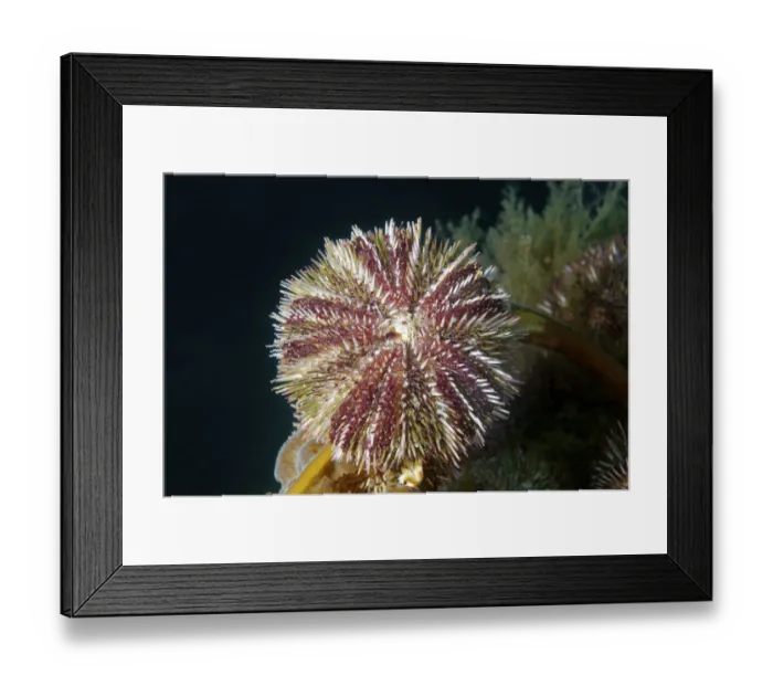 Framed Print : Green sea urchin -Strongylocentrotus droebachiensis-, Japan Sea, Primorsky Krai, Russian Federation, Far East Framed Print : Green sea urchin -Strongylocentrotus droebachiensis-, Japan Sea, Primorsky Krai, Russian Federation, Far East