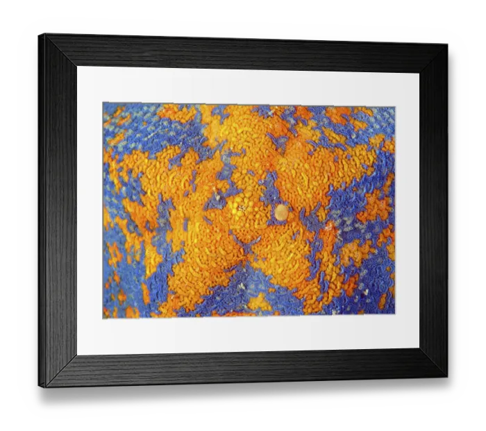 Framed Print : Starfish Asterina -Patiria pectinifera-, Japan Sea, Far East, Primorsky Krai, Russian Federation