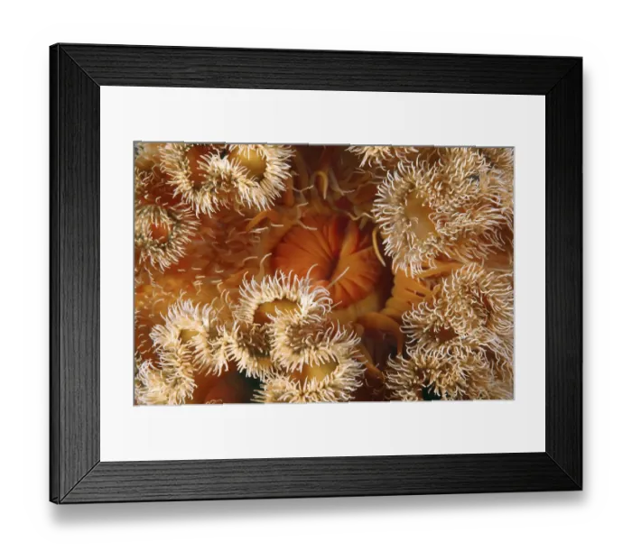Framed Print : Red senile anemone, Plumose anemone or Frilled anemone -Metridium senile-, Japan Sea, Far East, Primorsky Krai, Russian Federation Framed Print : Red senile anemone, Plumose anemone or Frilled anemone -Metridium senile-, Japan Sea, Far East, Primorsky Krai, Russian Federation
