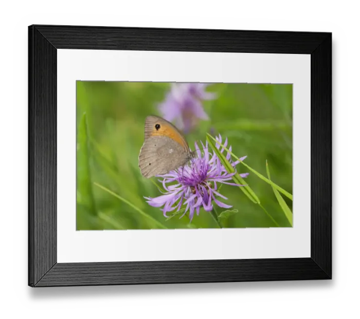 Framed Print : Small Heath butterfly -Coenonympha pamphilus-, Geneva, Genf, Switzerland