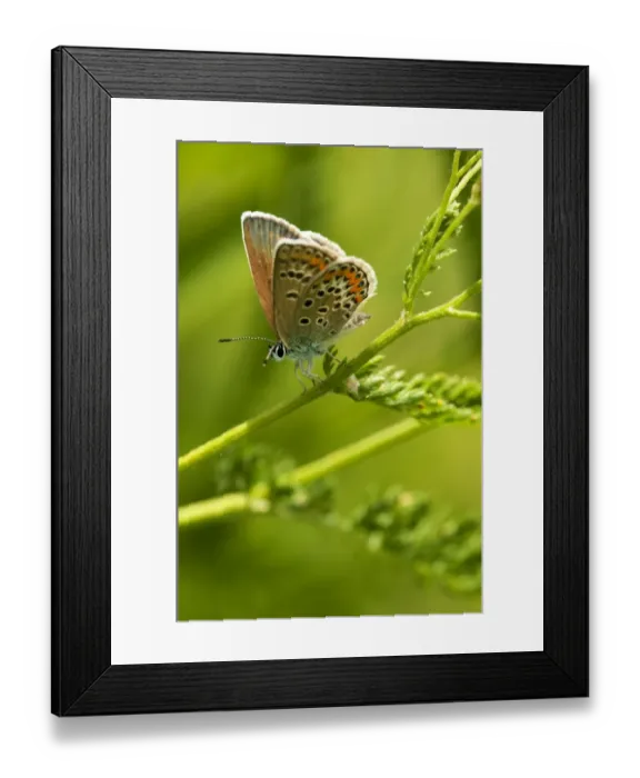 Framed Print : Common Blue butterfly -Polymattus icarus-, Geneva, Genf, Switzerland Framed Print : Common Blue butterfly -Polymattus icarus-, Geneva, Genf, Switzerland