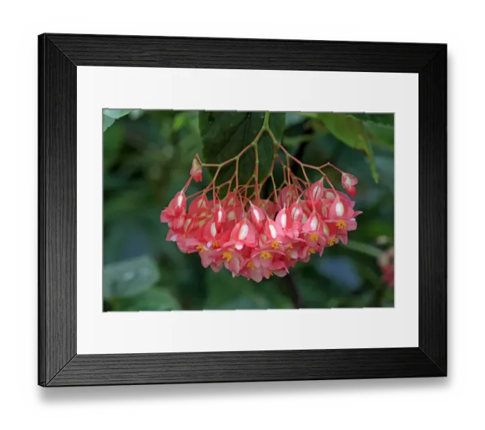 Framed Print : Indian Soapberry -Sapindus mukorossi-, flowers and leaves