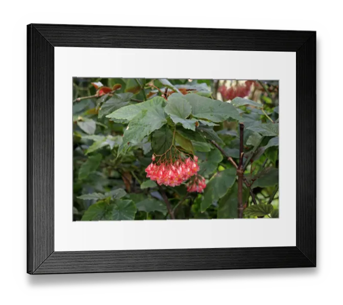 Framed Print : Indian Soapberry -Sapindus mukorossi-, flowering, native to Asia, Mannheim, Baden-Wurttemberg, Germany Framed Print : Indian Soapberry -Sapindus mukorossi-, flowering, native to Asia, Mannheim, Baden-Wurttemberg, Germany