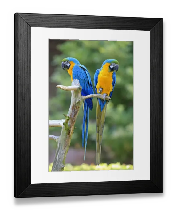 Framed Print : Blue and Yellow Macaws -Ara ararauna-, pair, native to South America, captive, Wachenheim, Germany Framed Print : Blue and Yellow Macaws -Ara ararauna-, pair, native to South America, captive, Wachenheim, Germany