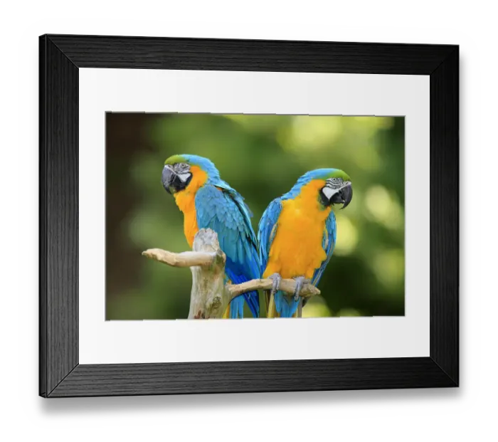 Framed Print : Blue and Yellow Macaws -Ara ararauna-, pair, native to South America, captive, Wachenheim, Germany