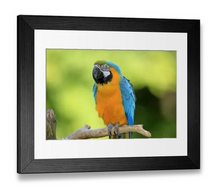 Framed Print : Blue and Yellow Macaw -Ara ararauna-, adult, native to South America, captive, Wachenheim, Germany Framed Print : Blue and Yellow Macaw -Ara ararauna-, adult, native to South America, captive, Wachenheim, Germany