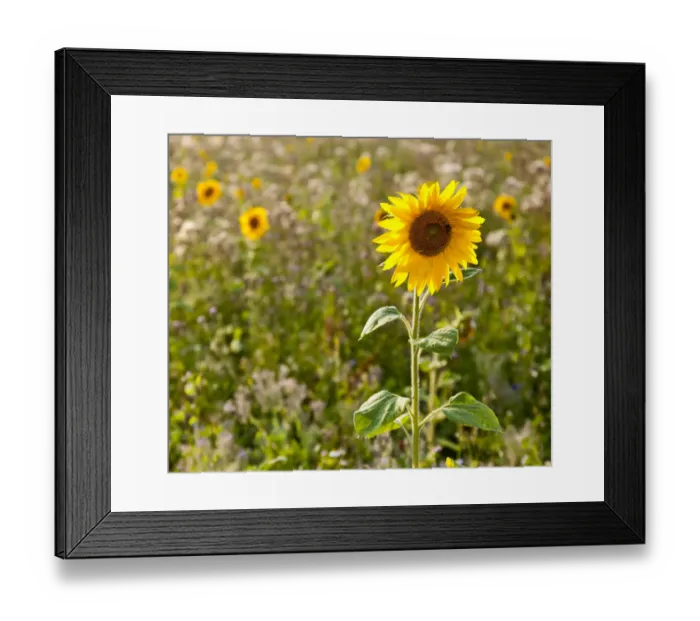 Framed Print : Sunflower -Helianthus annuus- on the edge of a field Framed Print : Sunflower -Helianthus annuus- on the edge of a field