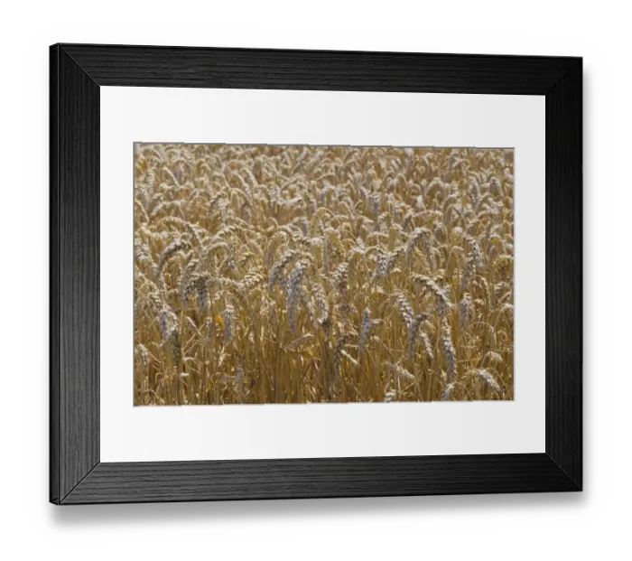 Framed Print : Ears of grain in a field of Wheat -Triticum-, Hallertau area, Mainburg, Bavaria, Germany, Europe Framed Print : Ears of grain in a field of Wheat -Triticum-, Hallertau area, Mainburg, Bavaria, Germany, Europe