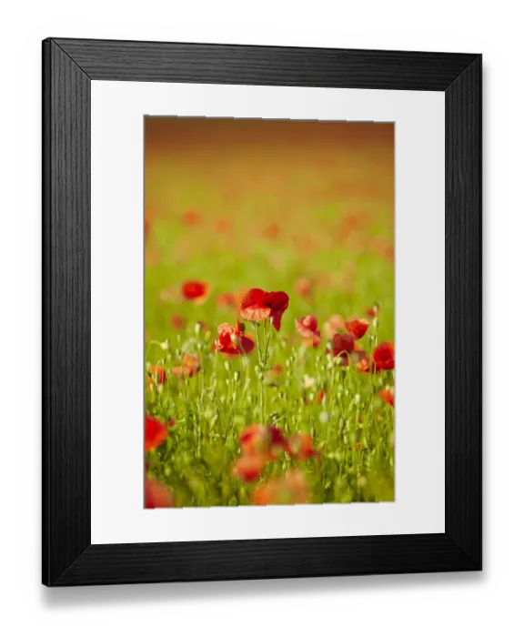 Framed Print : Blooming poppy field near Wangen, Starnberg, Upper Bavaria, Bavaria, Germany, Europe Framed Print : Blooming poppy field near Wangen, Starnberg, Upper Bavaria, Bavaria, Germany, Europe