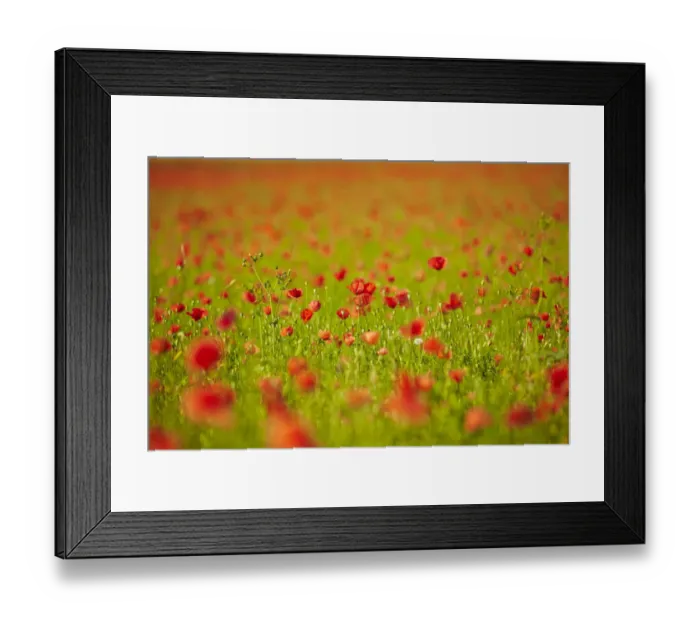 Framed Print : Blooming poppy field near Wangen, Starnberg, Upper Bavaria, Bavaria, Germany, Europe Framed Print : Blooming poppy field near Wangen, Starnberg, Upper Bavaria, Bavaria, Germany, Europe