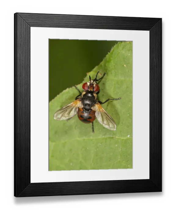 Framed Print : Parasitic Fly -Gymnosoma nudifrons- Untergroeningen, Baden-Wuerttemberg, Germany, Europe Framed Print : Parasitic Fly -Gymnosoma nudifrons- Untergroeningen, Baden-Wuerttemberg, Germany, Europe