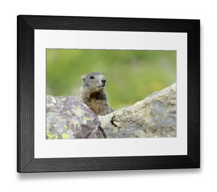 Framed Print : Young Alpine Marmot -Marmota marmota- looking over a rock, Grisons, Switzerland, Europe