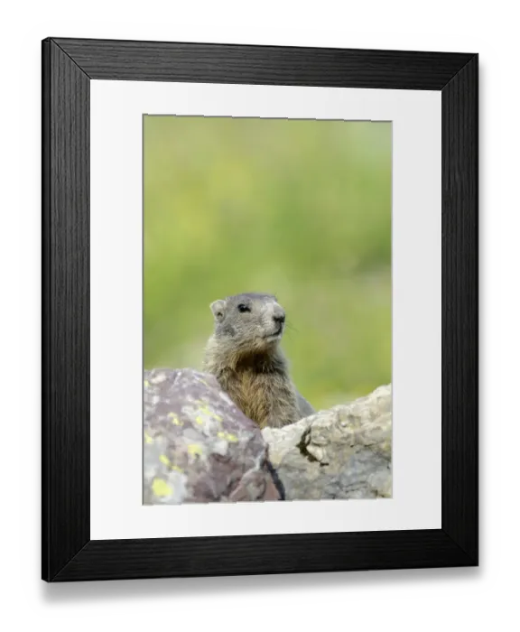 Framed Print : Young Alpine Marmot -Marmota marmota- looking over a rock, Grisons, Switzerland, Europe Framed Print : Young Alpine Marmot -Marmota marmota- looking over a rock, Grisons, Switzerland, Europe