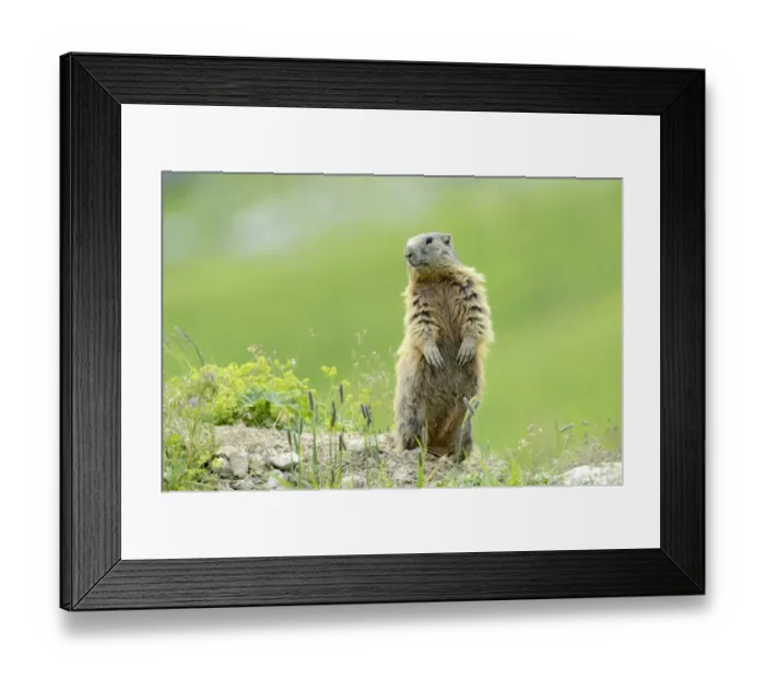 Framed Print : Alpine Marmot -Marmota marmota-, standing on its hind legs and observing its surroundings, Grisons, Switzerland, Europe