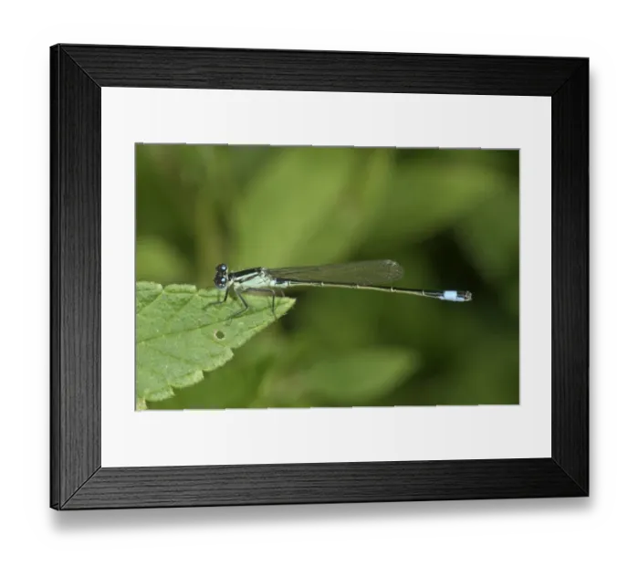 Framed Print : Blue-tailed Damselfly -Ischnura elegans-, male, Untergroeningen, Baden-Wuerttemberg, Germany, Europe Framed Print : Blue-tailed Damselfly -Ischnura elegans-, male, Untergroeningen, Baden-Wuerttemberg, Germany, Europe