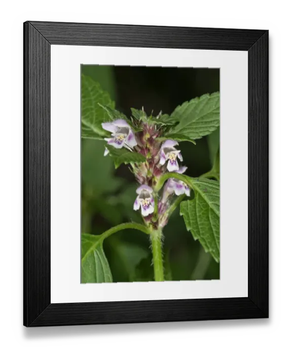 Framed Print : Common Hemp-nettle -Galeopsis tetrahit-, blossoms, Untergroeningen, Baden-Wuerttemberg, Germany, Europe Framed Print : Common Hemp-nettle -Galeopsis tetrahit-, blossoms, Untergroeningen, Baden-Wuerttemberg, Germany, Europe