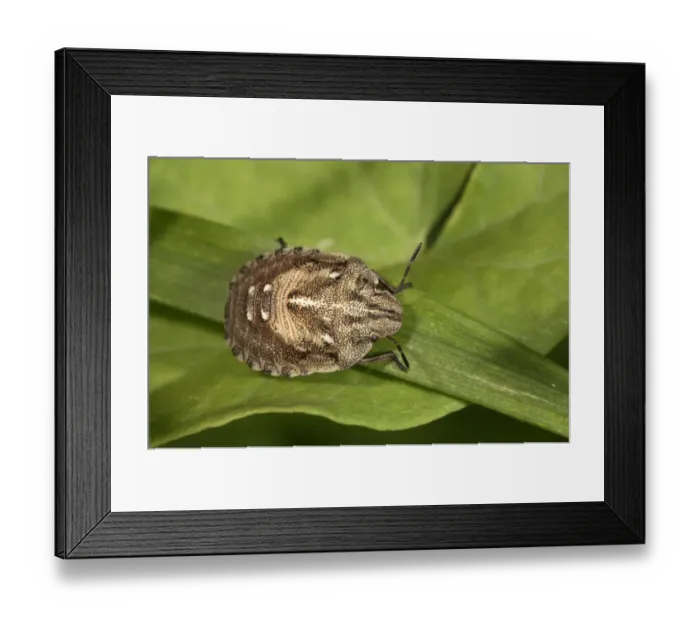 Framed Print : Tortoise Bug -Eurygaster testudinaria-, larva, Untergroningen, Abtsgmuend, Baden-Wurttemberg, Germany Framed Print : Tortoise Bug -Eurygaster testudinaria-, larva, Untergroningen, Abtsgmuend, Baden-Wurttemberg, Germany