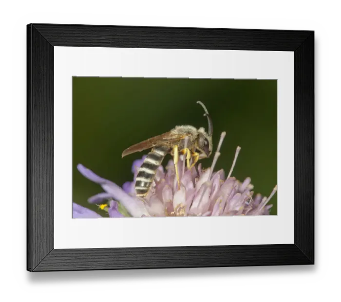 Framed Print : Yellow-banded Sweat Bee -Halictus scabiosae- collecting nectar, Untergroningen, Abtsgmuend, Baden-Wurttemberg, Germany