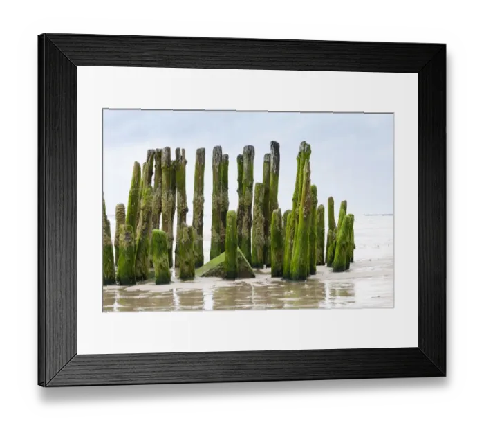 Framed Print : Moss overgrown groynes, Rantum, Westerland, Sylt, North Frisia, Sylt, North Frisian Islands, Schleswig-Holstein, Germany