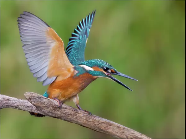 Kingfisher -Alcedo atthis-, young male, threatening, Middle Elbe, Saxony-Anhalt, Germany