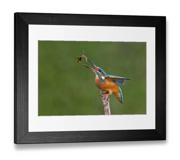 Framed Print : Kingfisher -Alcedo atthis-, young female at fishing practice, Middle Elbe, Saxony-Anhalt, Germany Framed Print : Kingfisher -Alcedo atthis-, young female at fishing practice, Middle Elbe, Saxony-Anhalt, Germany