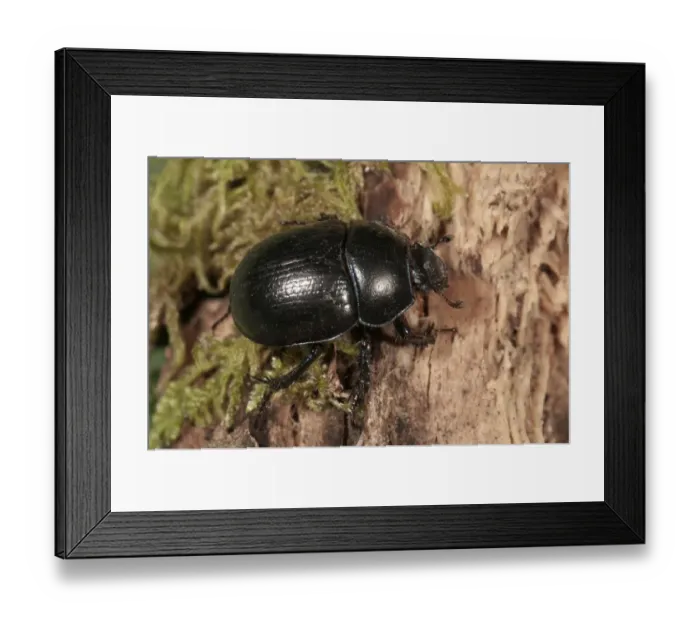 Framed Print : Forest Dung Beetle -Anoplotrupes stercorosus- Untergroeningen, Baden-Wuerttemberg, Germany, Europe Framed Print : Forest Dung Beetle -Anoplotrupes stercorosus- Untergroeningen, Baden-Wuerttemberg, Germany, Europe