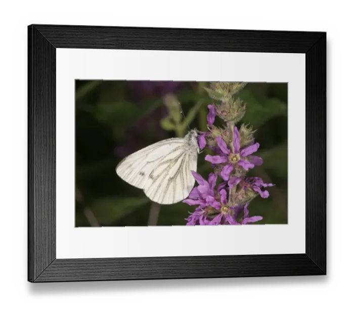 Framed Print : Green-veined White -Pieris napi- seeking nectar from a Purple Loosestrife, Untergroeningen, Baden-Wuerttemberg, Germany, Europe Framed Print : Green-veined White -Pieris napi- seeking nectar from a Purple Loosestrife, Untergroeningen, Baden-Wuerttemberg, Germany, Europe
