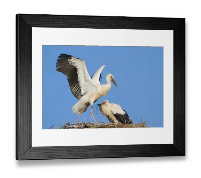 Framed Print : Young White Storks -Ciconia ciconia- during flight training on a nest, North Hesse, Hesse, Germany Framed Print : Young White Storks -Ciconia ciconia- during flight training on a nest, North Hesse, Hesse, Germany
