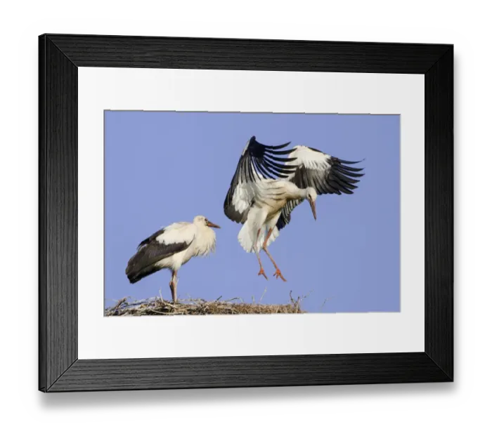 Framed Print : Young White Storks -Ciconia ciconia- during flight training on a nest, North Hesse, Hesse, Germany Framed Print : Young White Storks -Ciconia ciconia- during flight training on a nest, North Hesse, Hesse, Germany
