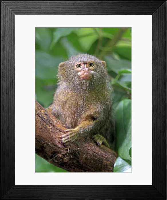 Framed Print : Pygmy Marmoset -Cebuella pygmaea-, captive, Krefeld, North Rhine-Westphalia, Germany Framed Print : Pygmy Marmoset -Cebuella pygmaea-, captive, Krefeld, North Rhine-Westphalia, Germany