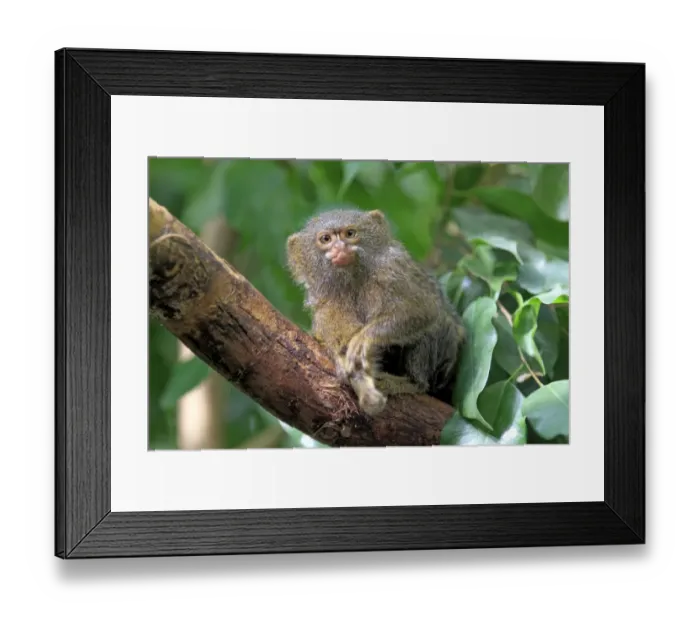 Framed Print : Pygmy Marmoset -Cebuella pygmaea-, captive, Krefeld, North Rhine-Westphalia, Germany Framed Print : Pygmy Marmoset -Cebuella pygmaea-, captive, Krefeld, North Rhine-Westphalia, Germany