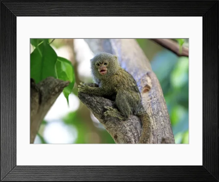 Framed Print : Pygmy Marmoset -Cebuella pygmaea-, captive, Krefeld, North Rhine-Westphalia, Germany Framed Print : Pygmy Marmoset -Cebuella pygmaea-, captive, Krefeld, North Rhine-Westphalia, Germany