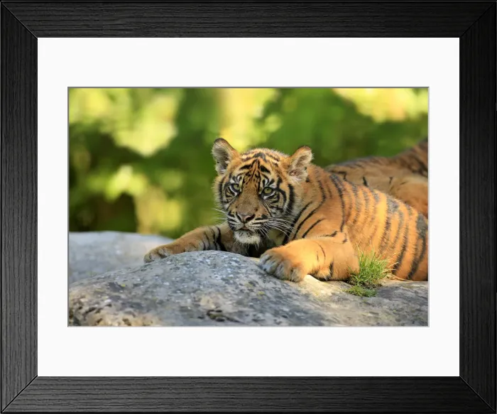 Framed Print : Sumatran Tiger -Panthera tigris sumatrae-, young, native to Asia, captive, Krefeld, North Rhine-Westphalia, Germany Framed Print : Sumatran Tiger -Panthera tigris sumatrae-, young, native to Asia, captive, Krefeld, North Rhine-Westphalia, Germany