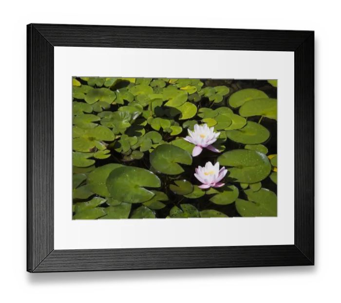 Framed Print : Two white and pink Water Lilies -Nymphaea- on the surface of a pond, Quebec Province, Canada