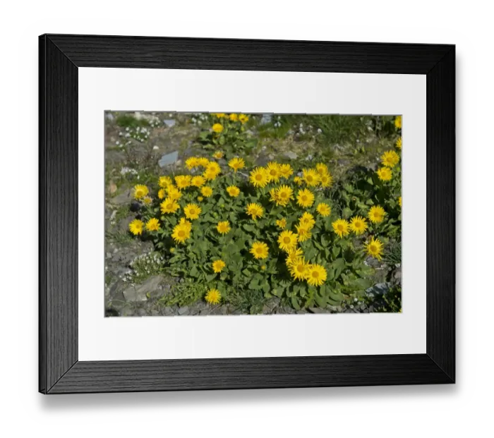 Framed Print : Doronicum -Doronicum grandiflorum-, Canton of Valais, Switzerland Framed Print : Doronicum -Doronicum grandiflorum-, Canton of Valais, Switzerland