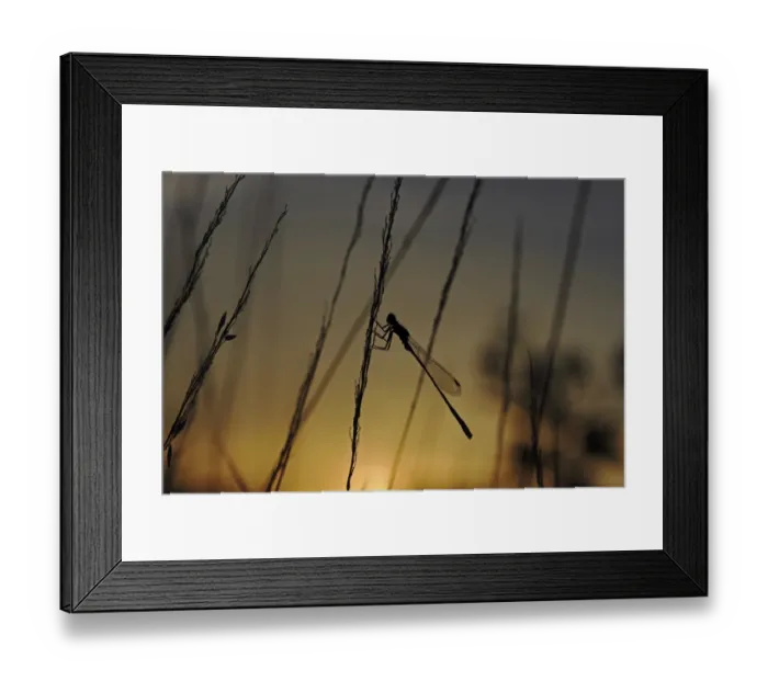 Framed Print : Blue-tailed Damselfly -Ischnura elegans- at sunset, Baden-Wuerttemberg, Germany, Europe Framed Print : Blue-tailed Damselfly -Ischnura elegans- at sunset, Baden-Wuerttemberg, Germany, Europe