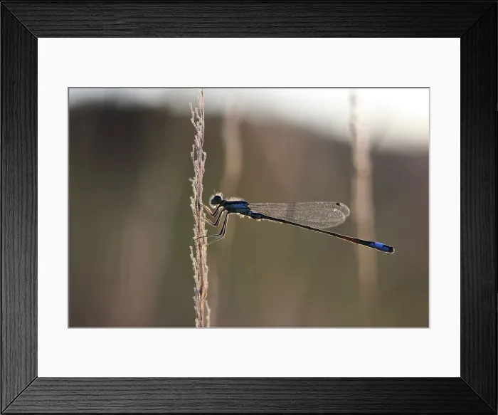 Framed Print : Blue-tailed Damselfly -Ischnura elegans- in the evening light, Baden-Wuerttemberg, Germany, Europe Framed Print : Blue-tailed Damselfly -Ischnura elegans- in the evening light, Baden-Wuerttemberg, Germany, Europe