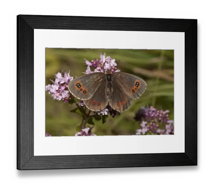 Framed Print : Scotch Argus butterfly -Erebia aethiops- on thyme, Neresheim, Baden-Wuerttemberg, Germany, Europe Framed Print : Scotch Argus butterfly -Erebia aethiops- on thyme, Neresheim, Baden-Wuerttemberg, Germany, Europe