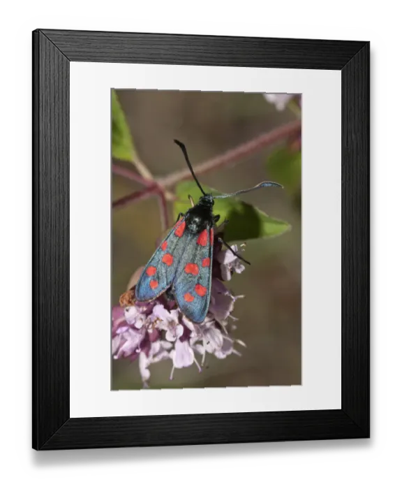 Framed Print : Six-spot Burnet -Zygaena filipendulae- on Oregano -Origanum vulgare-, Neresheim, Baden-Wuerttemberg, Germany, Europe Framed Print : Six-spot Burnet -Zygaena filipendulae- on Oregano -Origanum vulgare-, Neresheim, Baden-Wuerttemberg, Germany, Europe