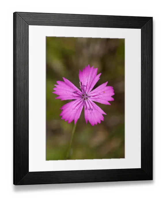 Framed Print : Single flower of Carthusian Pink -Dianthus carthusianorum-, Neresheim, Hardtsfeld, Baden-Wurttemberg, Germany Framed Print : Single flower of Carthusian Pink -Dianthus carthusianorum-, Neresheim, Hardtsfeld, Baden-Wurttemberg, Germany