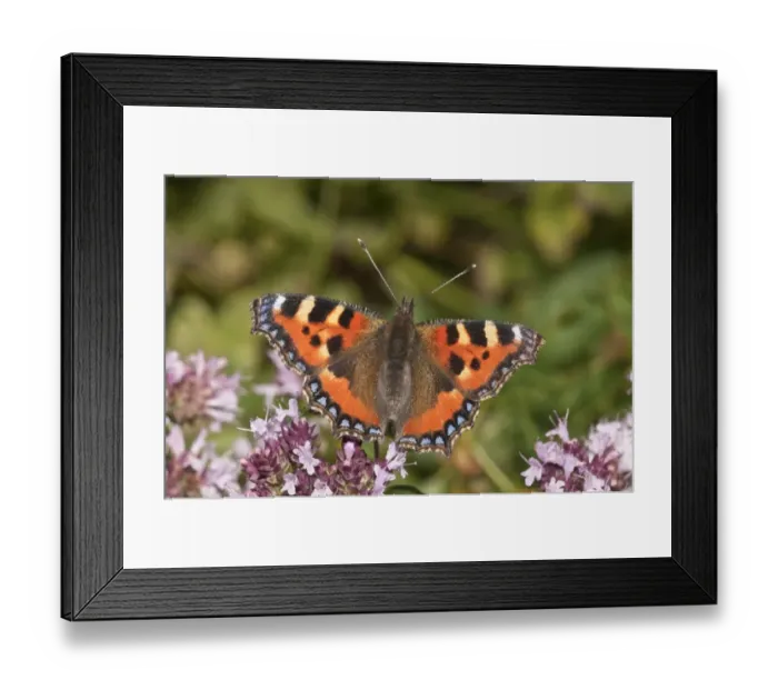 Framed Print : Small Tortoiseshell -Aglais urticae-, sucking nectar from flowering Thyme, Neresheim, Baden-Wuerttemberg, Germany, Europe Framed Print : Small Tortoiseshell -Aglais urticae-, sucking nectar from flowering Thyme, Neresheim, Baden-Wuerttemberg, Germany, Europe