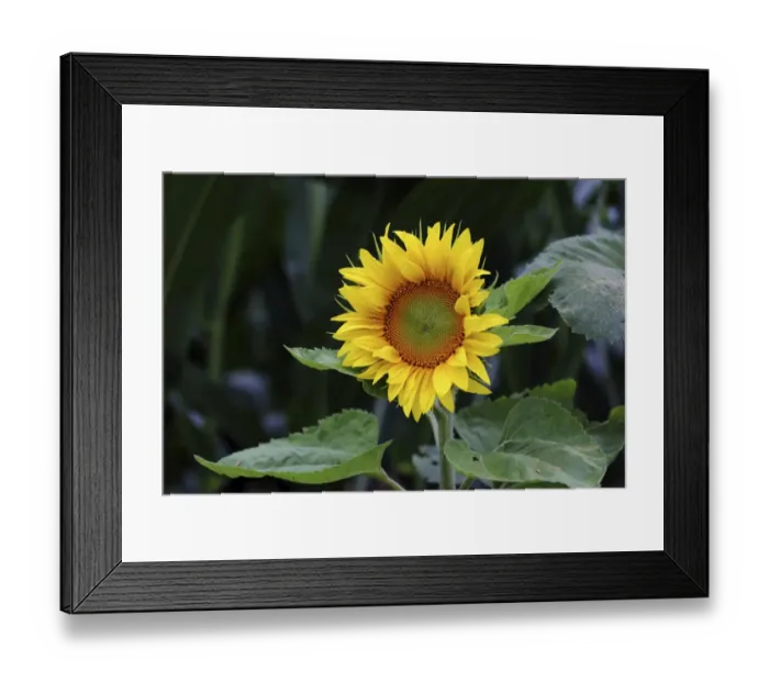 Framed Print : Sunflower -Helianthus annuus-, flower Framed Print : Sunflower -Helianthus annuus-, flower